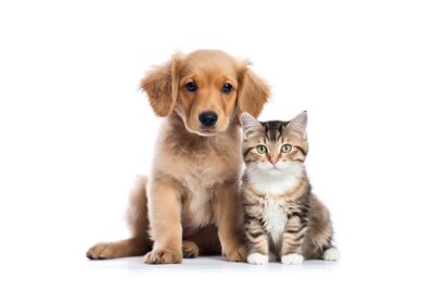 vecteezy_portrait-dog-with-cat-isolated-on-white_29556608-min